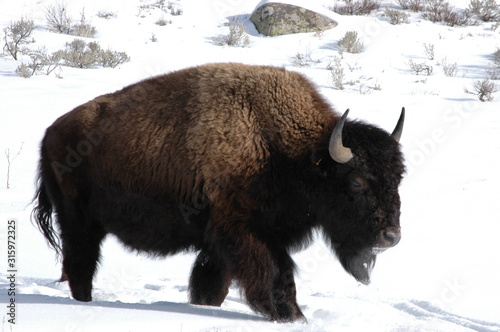 Bison in Winter