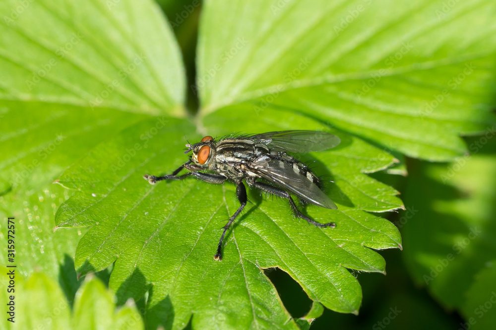 Closeup of a fly (prob. common flesh fly / Sarcophaga carnaria) on a strawberry leaf Closeup of a fly (prob. common flesh fly / Sarcophaga carnaria) on a strawberry leaf