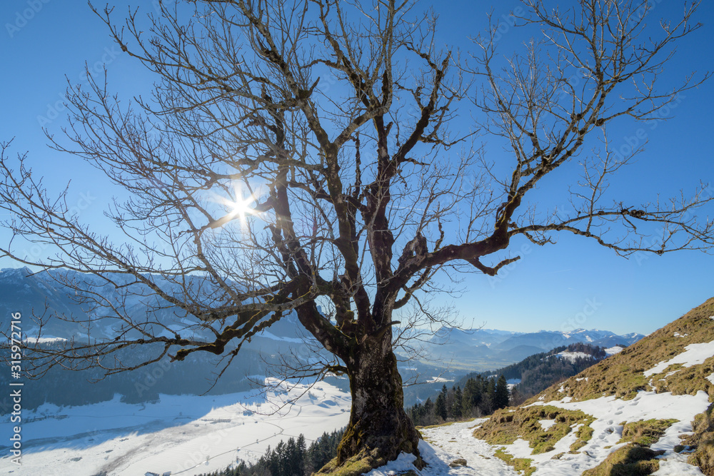 Bemoster Ahorn bei Blauem HImmel und Schnee in den Alpen Bemoster Ahorn bei Blauem HImmel und Schnee in den Alpen