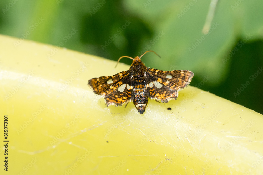 Naklejka premium Closeup of a pygmy (Thyris fenestrella) moth