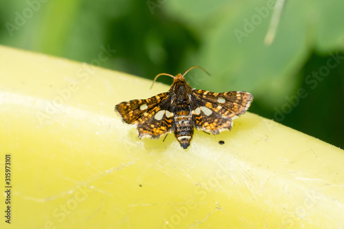 Closeup of a pygmy (Thyris fenestrella) moth photo