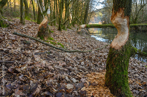 Bieberspuren am Marbachsee photo