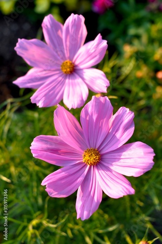 Pink Petals Garden Flowers Two