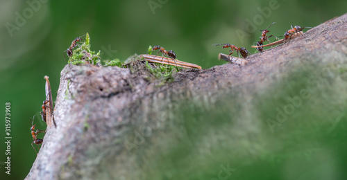 European ants marching to nest carrying sections of leaves 