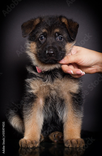 little German shepherd puppy on a dark background Stock Photo | Adobe Stock