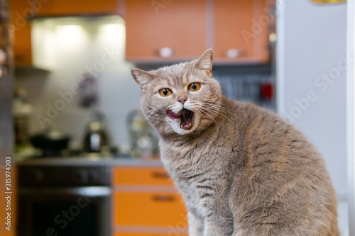 scottish straight cat licks his mouth full after eating