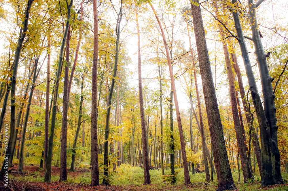 autumn trees in the park or forest autumn trees in the park or forest