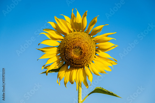Sunflower with clear blue sky centered close up
