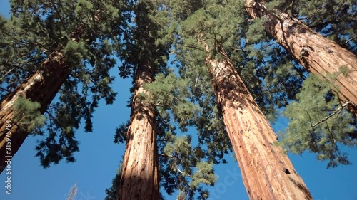 Gimbal rotation of giant sequoia (Sequoiadendron giganteum) trees in Giant Forest of Sequoia National Park in the U.S. California. Cinematic panning ProRes footage