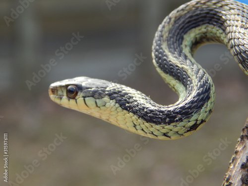 Closeup of a Garter Snake