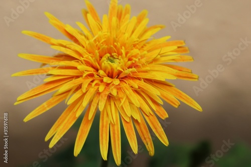 Yellow gerbera Daisy Flower beautiful close up