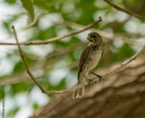 Pájaro pequeño Posado en Árbol a reguardando del Calor