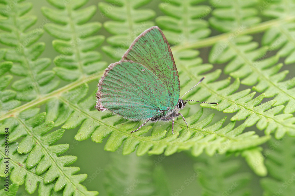 Anatolian emerald butterfly; Callophrys paulae Anatolian emerald butterfly; Callophrys paulae