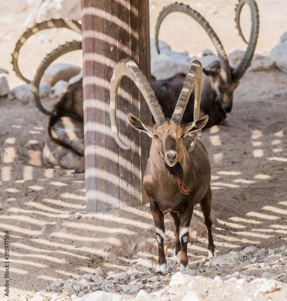A Wild Animal Nubian Ibex with Big Horns foto de Stock | Adobe Stock