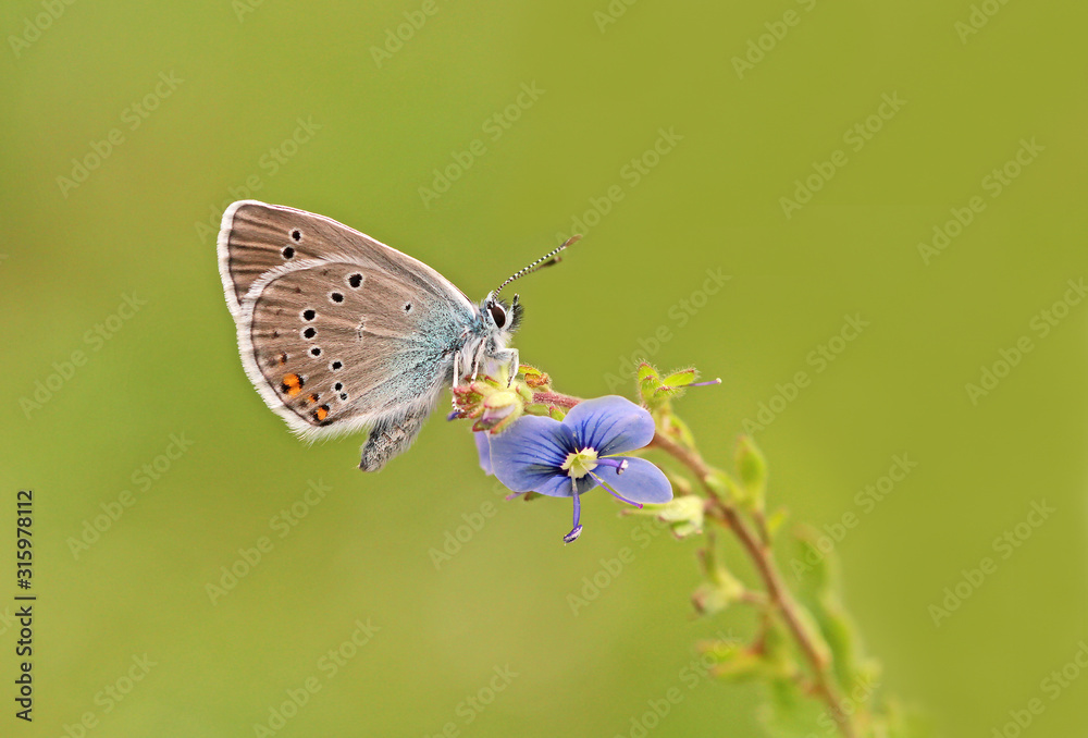 custom made wallpaper toronto digitalBeautiful blue butterfly with many eyes; Polyommatus bellis