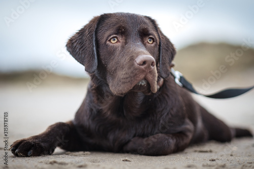 portrait of a labrador on the beach