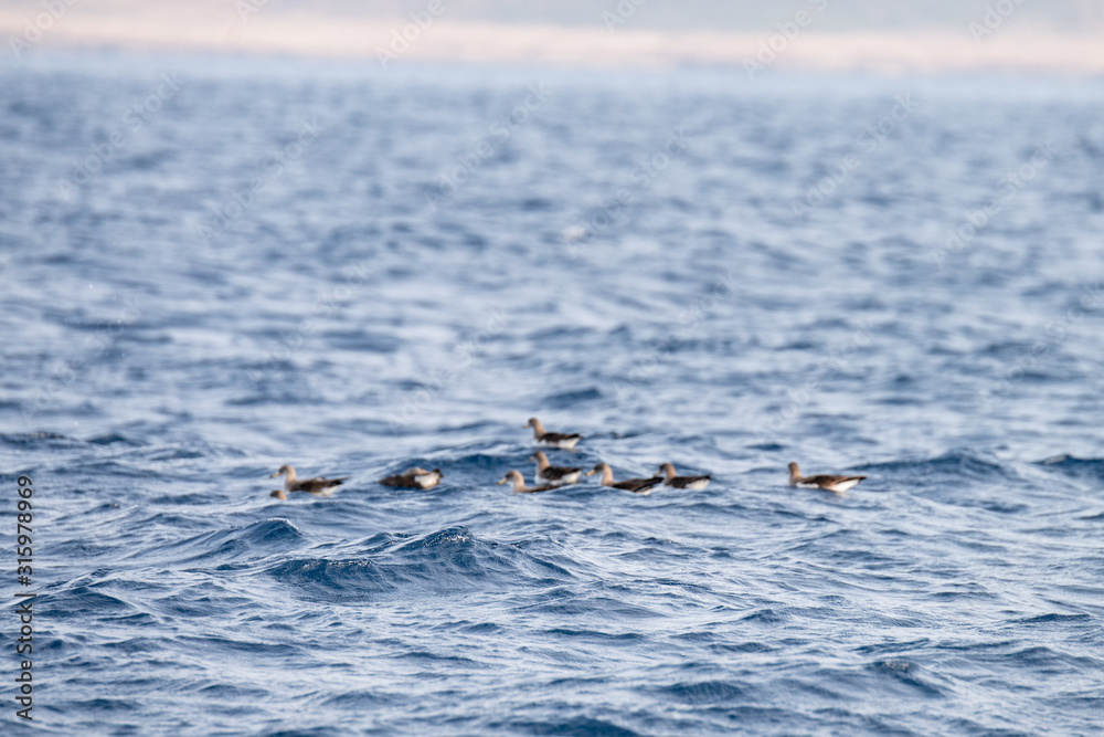 Fototapeta premium flock of seagulls