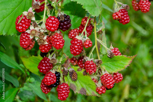 A bush of delicious, wild blackberries both in their ripened, black stage and the earlier, red state