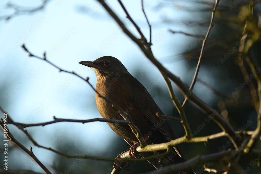 Amsel in Baum