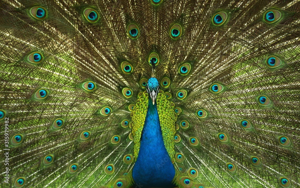 Naklejka premium peacock
