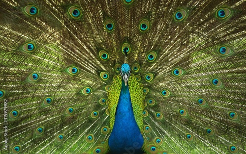 peacock photo