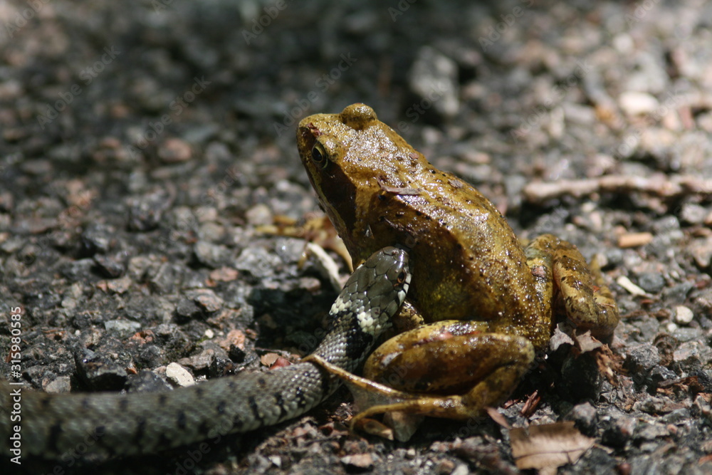 Obraz premium couleuvre attaquant une grenouille