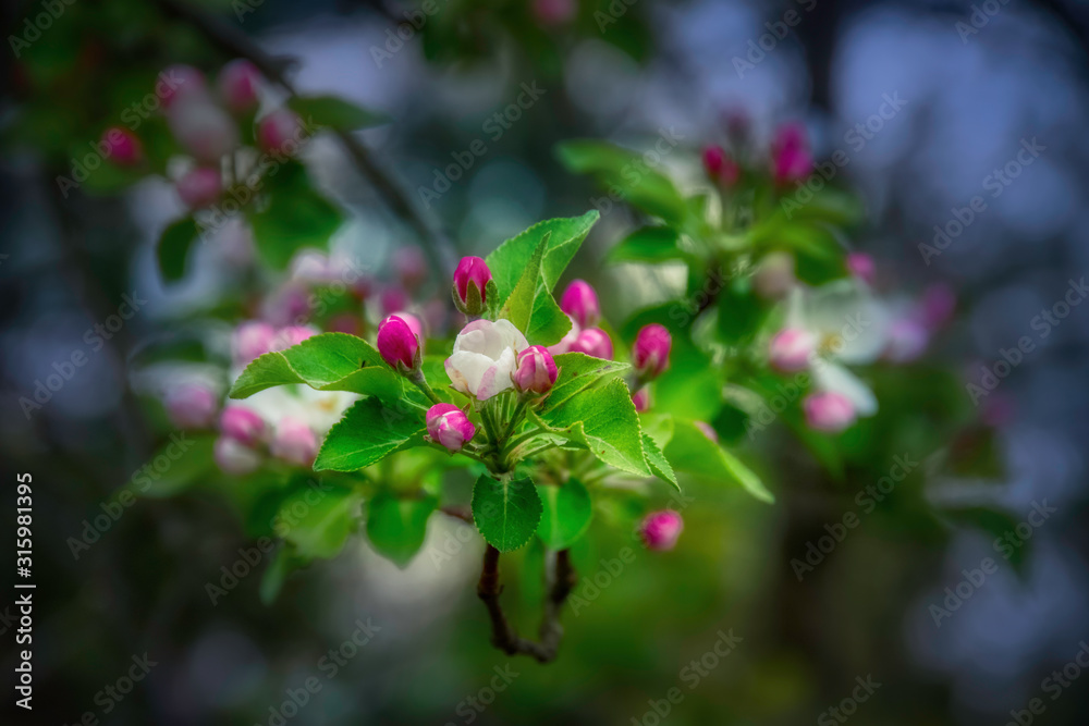 apple blossoms bloom in spring in Upstate NY apple blossoms bloom in spring in Upstate NY