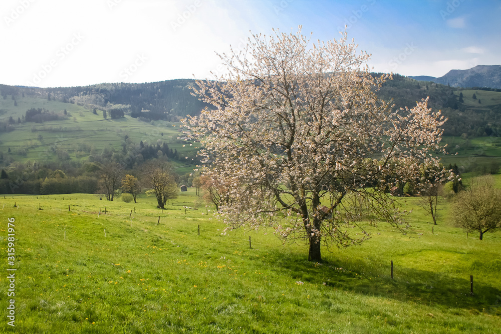 cerisier en fleurs au printemps dans les vosges