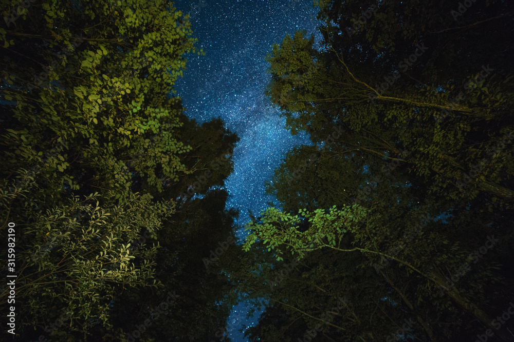 The starry sky and the Milky Way can be seen through the crowns of trees