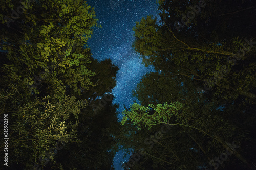 The starry sky and the Milky Way can be seen through the crowns of trees
