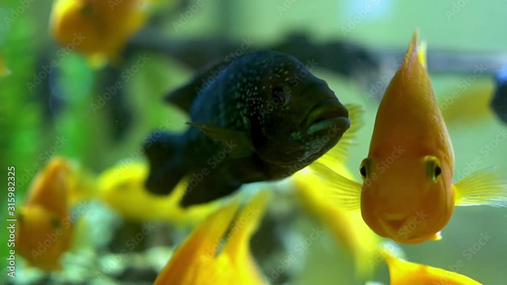 Close-up macro beautiful colored black and gold orange fish swimming under water, slow motion. Close-up macro beautiful colored black and gold orange fish swimming under water, slow motion.