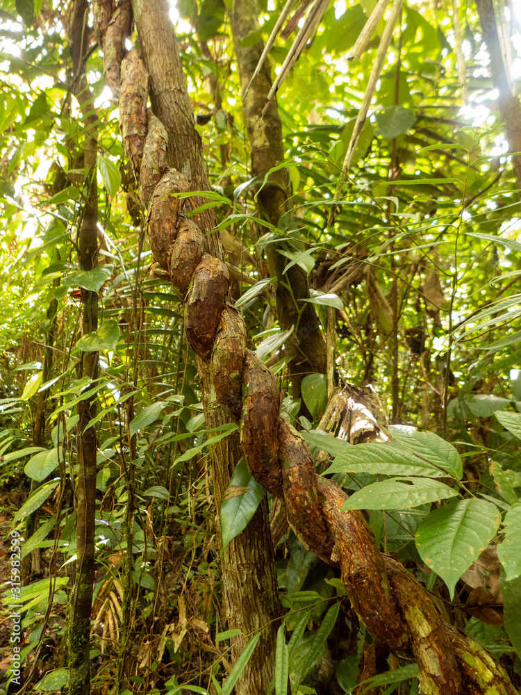 Fototapeta Wanderung durch den Regenwald von Costa Rica bei Boca Tapada.