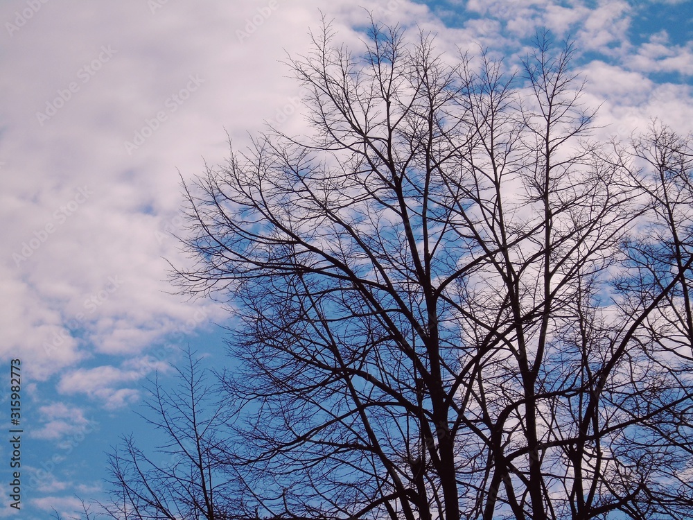 Beautiful panoramic view of the trees with amazing sky and clouds in the background in winter days in the village Beautiful panoramic view of the trees with amazing sky and clouds in the background in winter days in the village
