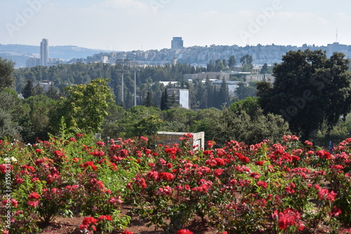 View of Jersualem from the Wohl Rose Garden