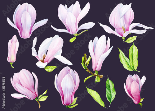 set of magnolia flowers on an isolated black background  watercolor illustration  hand drawing  botanical painting  flora design