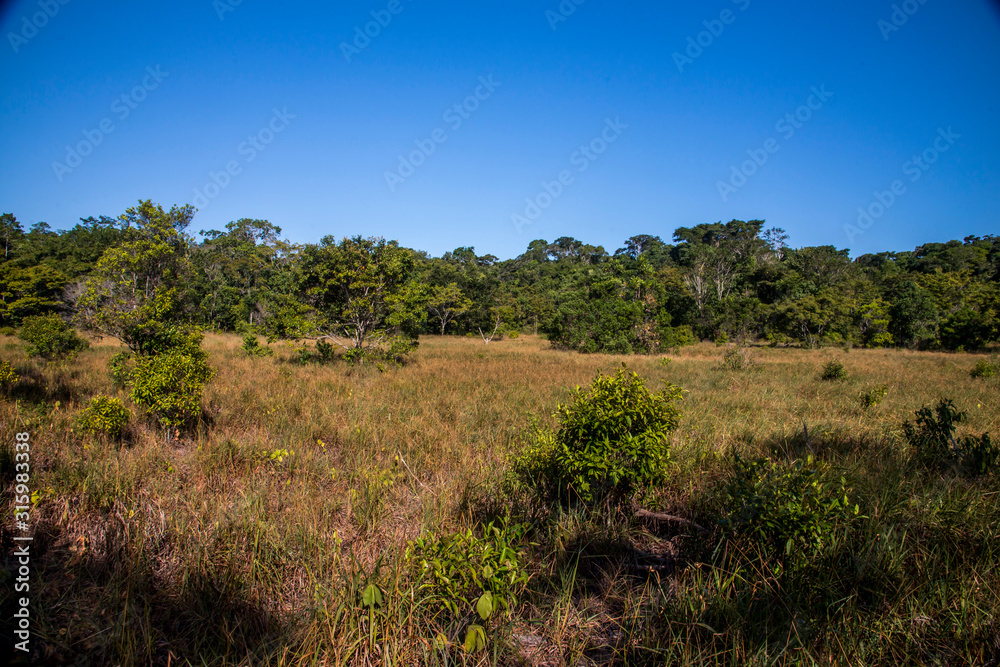 Forest photographed in Linhares, Espirito Santo. Southeast of Brazil. Atlantic Forest Biome. Picture made in 2015.