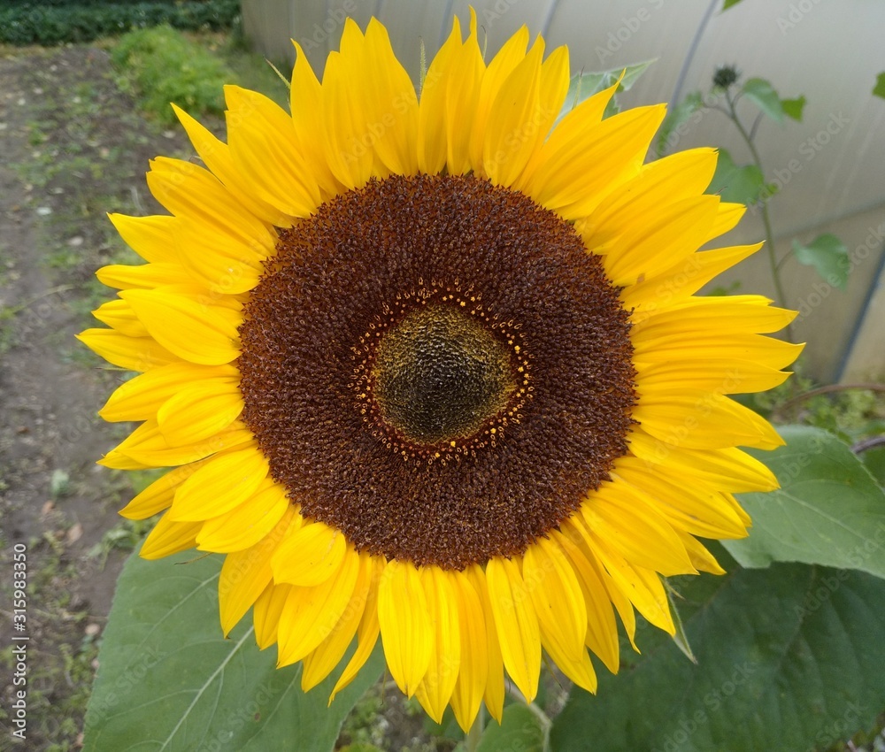 Fototapeta premium Sunflower close-up in the garden