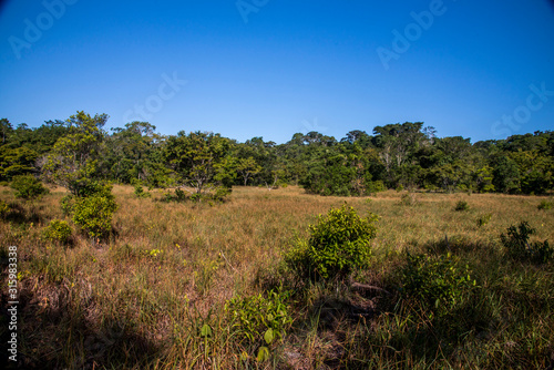 Forest photographed in Linhares, Espirito Santo. Southeast of Brazil. Atlantic Forest Biome. Picture made in 2015.