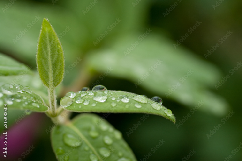 Fototapeta premium Raindrops on a green leaf