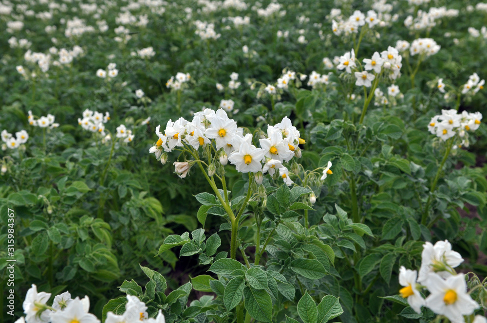 In the field bloom potatoes In the field bloom potatoes