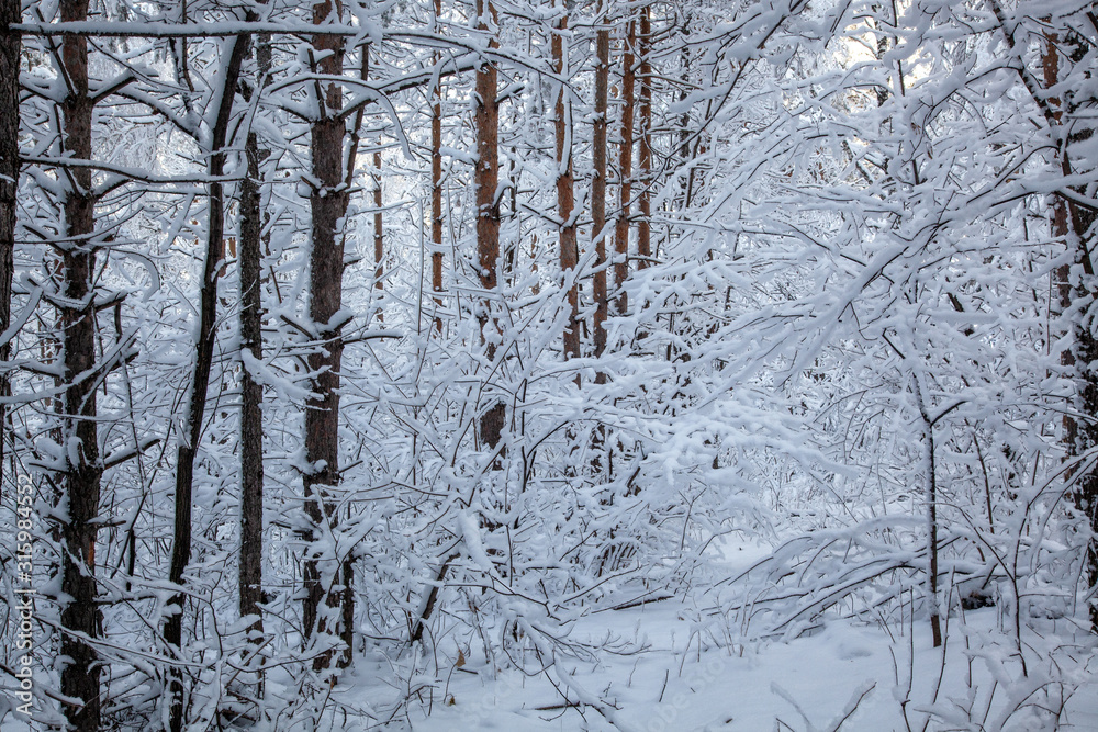 Winter forest, openwork snow-covered tree branches, frosty day. Winter forest, openwork snow-covered tree branches, frosty day.