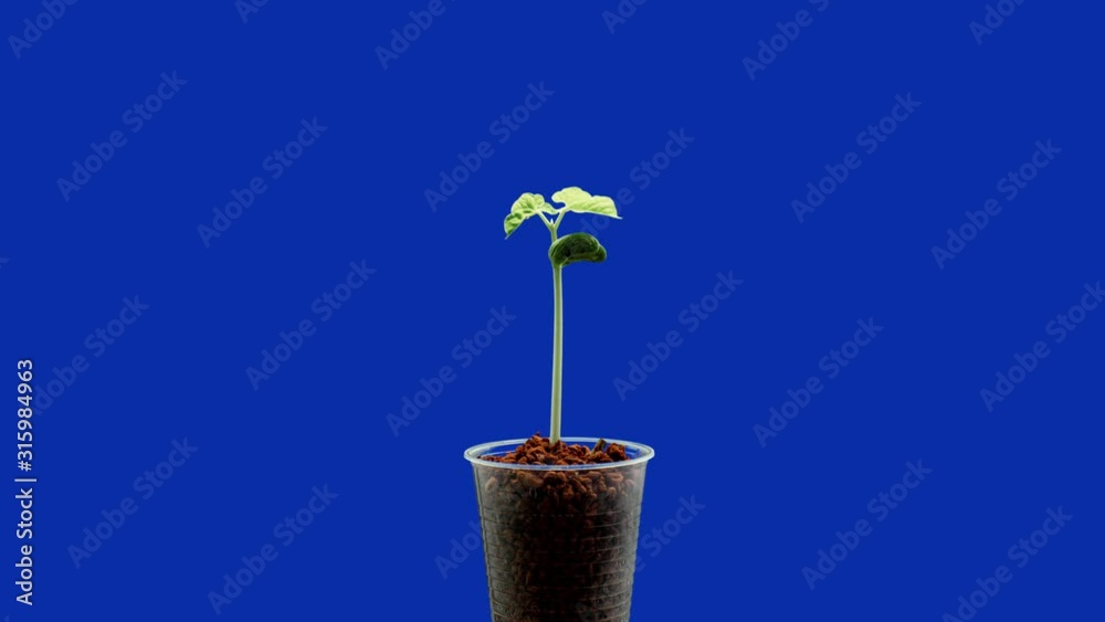 Bean seed shoot on a blue background time lapse