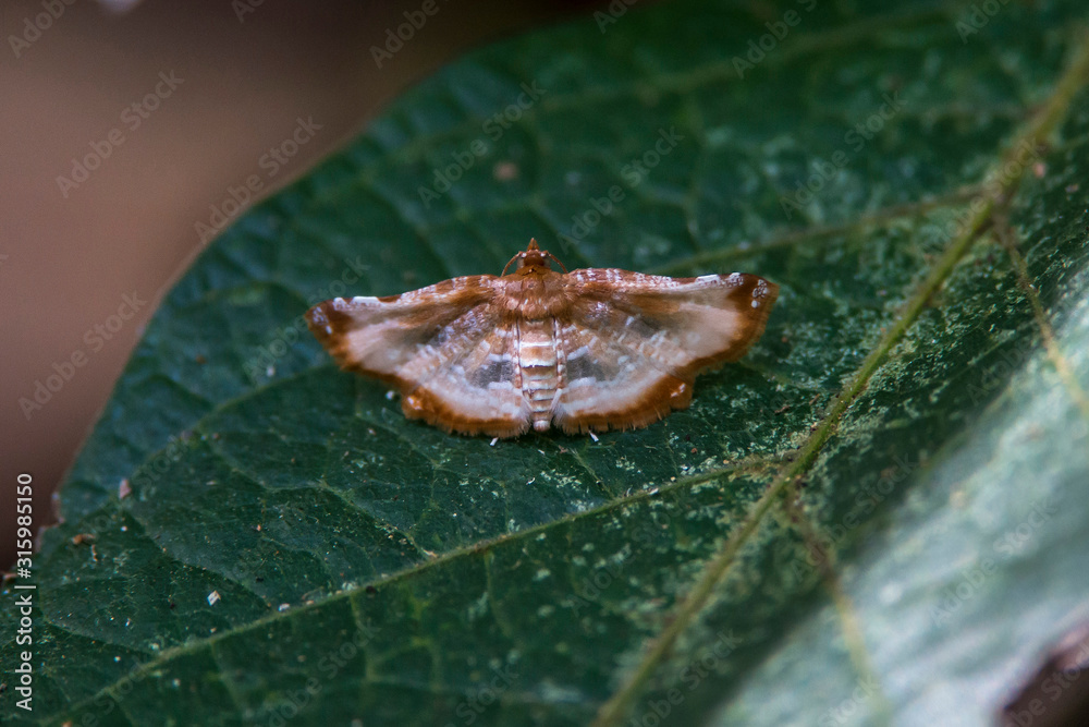 Obraz premium Moth photographed in Linhares, Espirito Santo. Southeast of Brazil. Atlantic Forest Biome. Picture made in 2015.