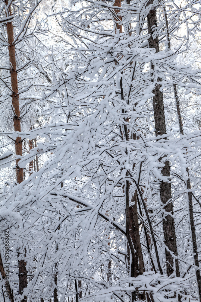 Winter forest, openwork snow-covered tree branches, frosty day. Winter forest, openwork snow-covered tree branches, frosty day.