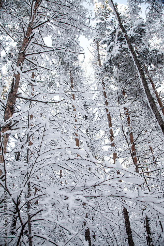 Winter forest, openwork snow-covered tree branches, frosty day.