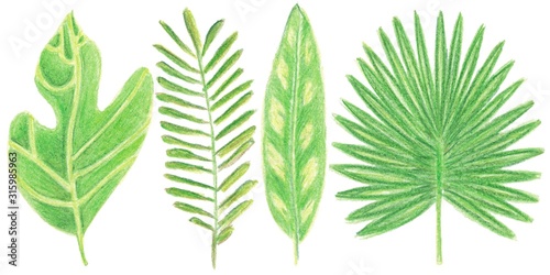 Set of watercolor tropic leaves for decoration