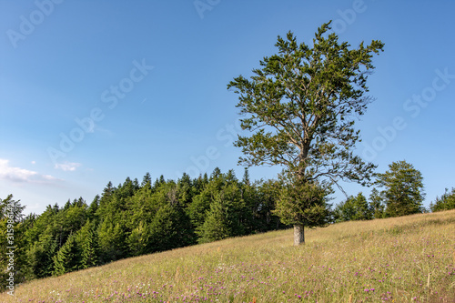 Forest Pine Trees Landscape and Green Meadow with Blue Cloudy Sky
