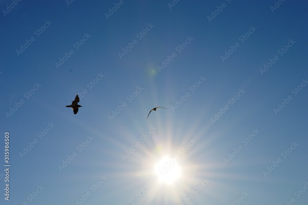 Fototapeta premium the bird flies toward the sun