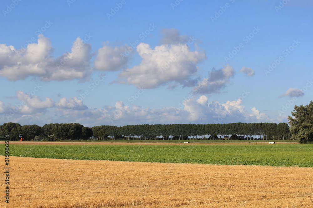 fields with potatoes and wheat and a row of trees and blue sky in holland in springtime