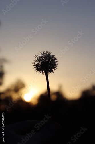 silhouette of dandelion